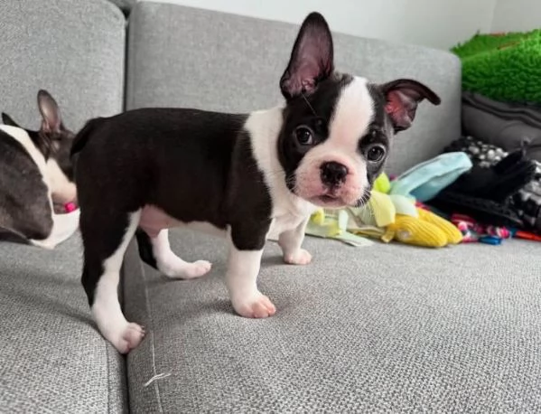 Boston terrier (cuccioli maschio e femmina)