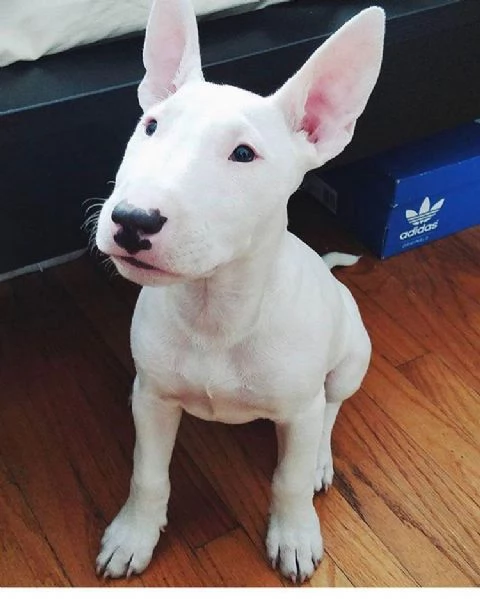 Bull Terrier (cuccioli maschio e femmina)