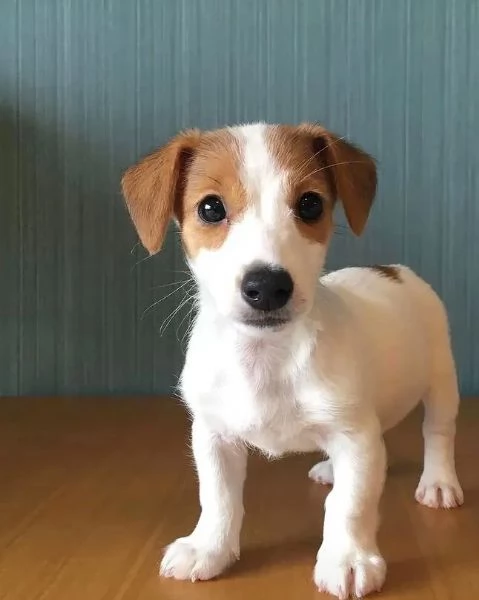 Jack Russell (cuccioli maschio e femmina)