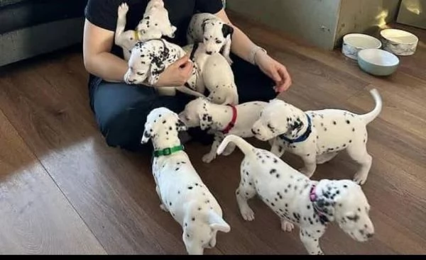 Dalmata (cuccioli maschio e femmina) | Foto 0