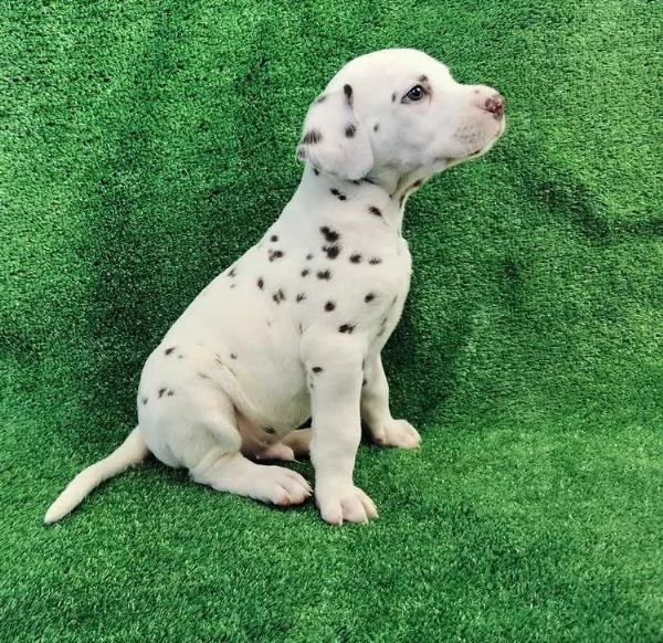 Dalmata (cuccioli maschio e femmina)