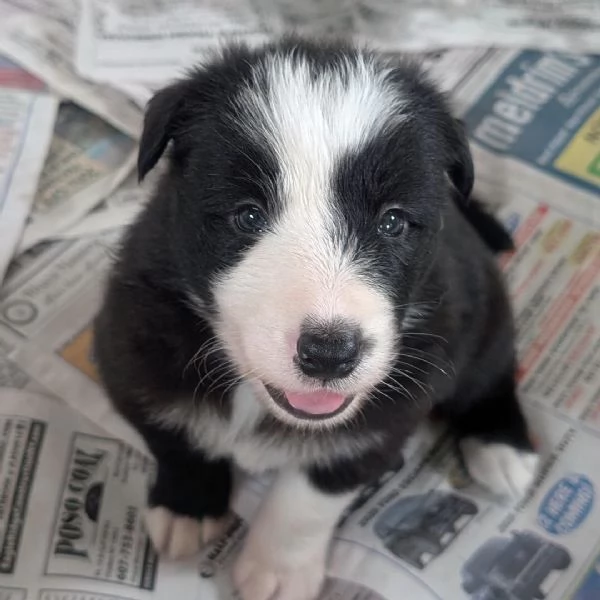 Border Collie (cuccioli maschio e femmina)