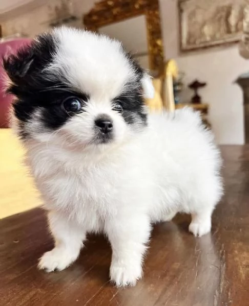 Volpino Pomeranian (cuccioli maschio e femmina)