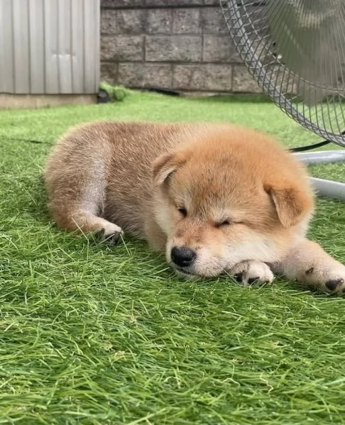 Shiba Inu (cuccioli maschio e femmina)