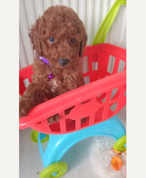 Adozione di Barrbonciino mini rosso Cuccioli