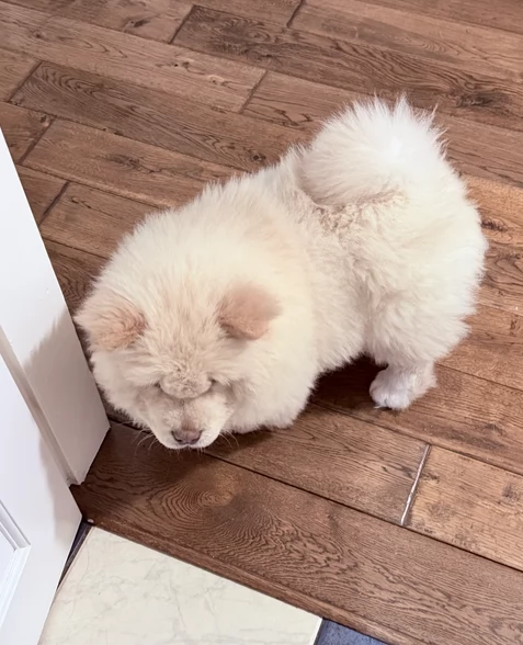 Bellissimo choww choww pronto subito