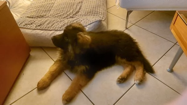 Pastore tedesco a pelo lungo cucciolo
