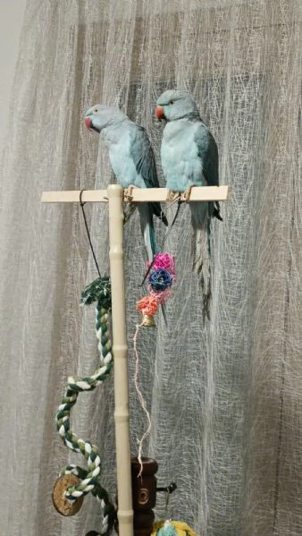 COPPIA di PARROCCHETTI DAL COLLARE - maschio e femmina 