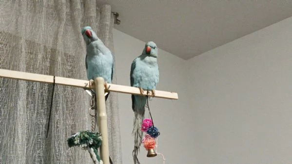 COPPIA di PARROCCHETTI DAL COLLARE - maschio e femmina  | Foto 0