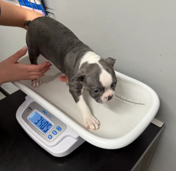 Cuccioli Pronti di Bostonn Terier | Foto 0