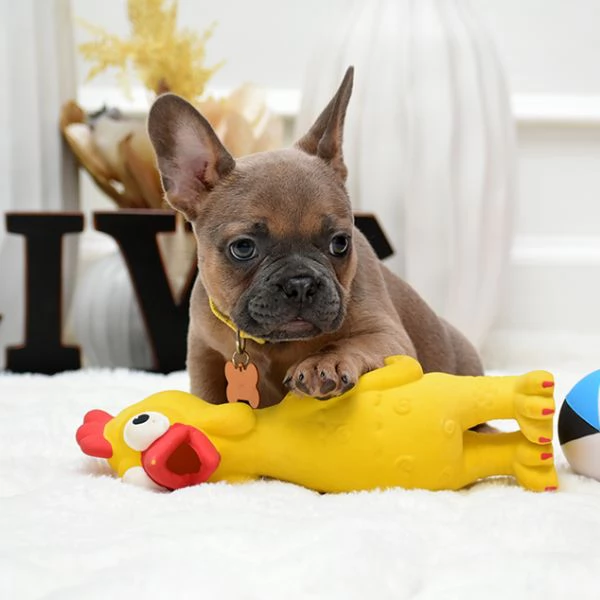 Bulldog Francese: Cuccioli di 3 Mesi da Amare!! | Foto 0