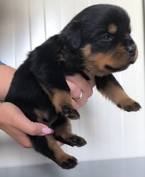 Cuccioli di rottweiler 