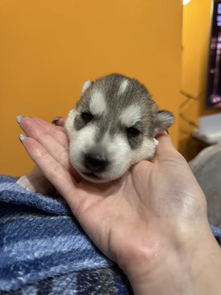 Vendita cuccioli di Siberian Husky | Foto 11