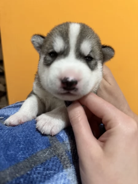 Vendita cuccioli di Siberian Husky | Foto 9