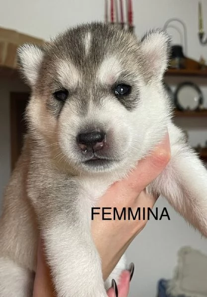Vendita cuccioli di Siberian Husky | Foto 8