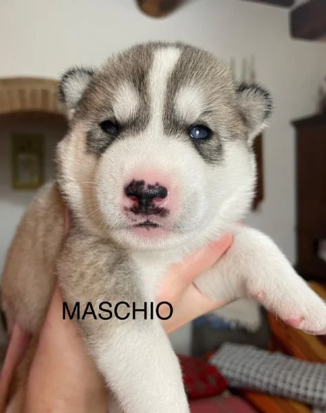 Vendita cuccioli di Siberian Husky | Foto 7
