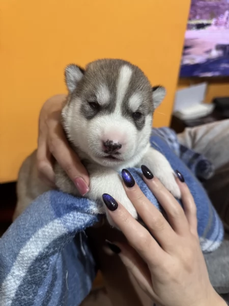 Vendita cuccioli di Siberian Husky | Foto 6