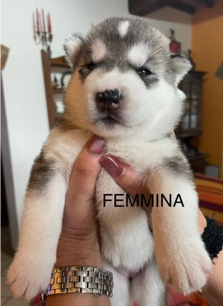 Vendita cuccioli di Siberian Husky | Foto 5