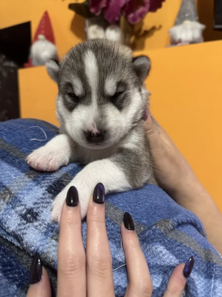 Vendita cuccioli di Siberian Husky | Foto 4