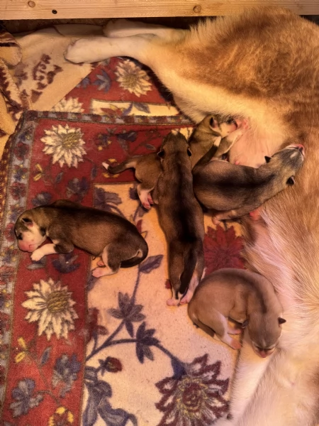 Cuccioli Siberian Husky | Foto 2