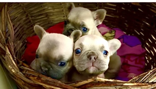 Bulldog francesi esotici 