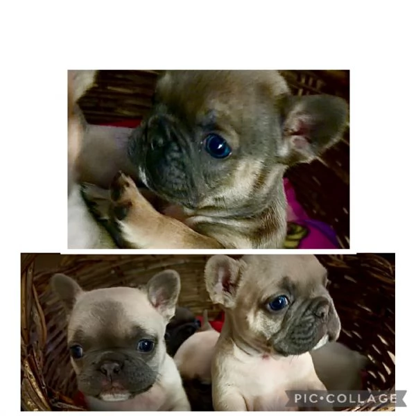 Bulldog francesi esotici  | Foto 4