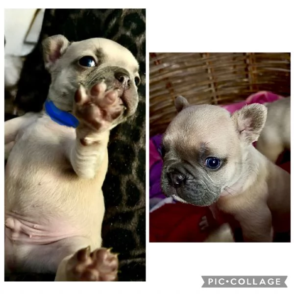 Bulldog francesi esotici  | Foto 0