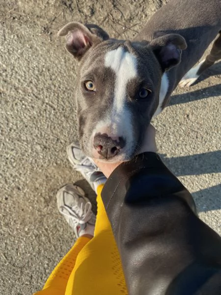 Amstaff femmina  | Foto 3