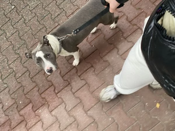 Amstaff femmina  | Foto 2