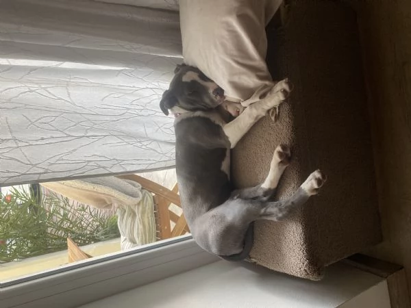 Amstaff femmina  | Foto 0