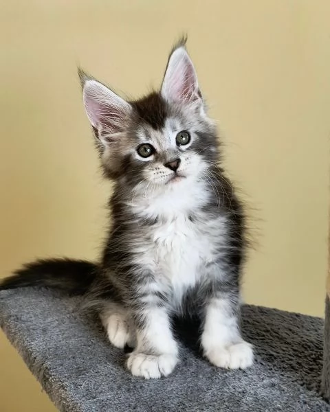 Cuccioli di Maine coon!! | Foto 0