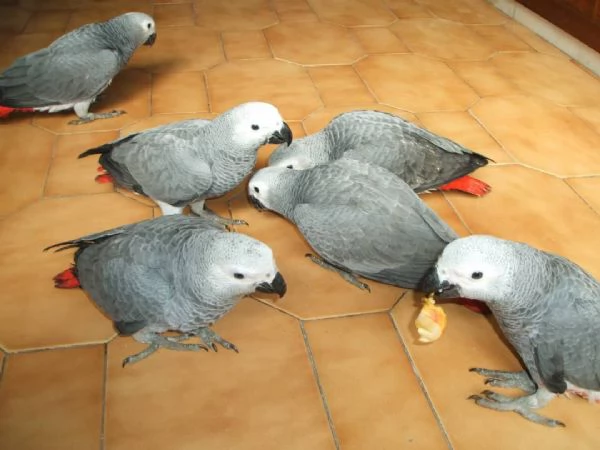 Pappagalli cenerini documentati disponibili 