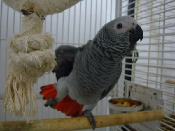 Pappagalli cenerini ben addestrati, con un buon temperamento e uova. | Foto 0