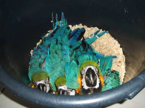 In vendita pappagalli ara blu e oro parlanti e pappagalli cenerini  | Foto 3