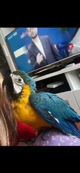 Ara gialloblue  | Foto 1