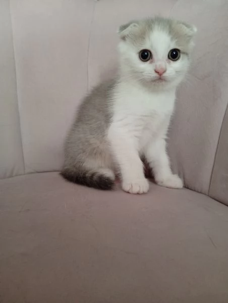 Scottish fold | Foto 1