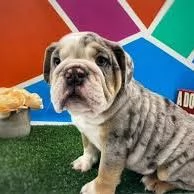 Bulldog inglese cerca una famiglia amorevole ❤️