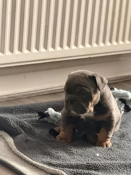 Cuccioli di Bulldog Inglese adorabili e sani | Foto 2