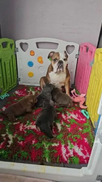 Cuccioli di Bulldog Inglese adorabili e sani | Foto 0