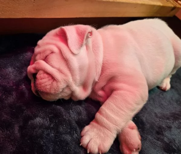 Disponibile bellissimo bulldog maschio standard. | Foto 3