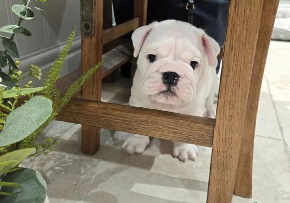 Disponibile bellissimo bulldog maschio standard. | Foto 2