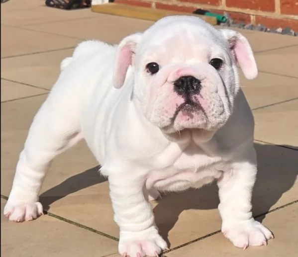 Disponibile bellissimo bulldog maschio standard. | Foto 1