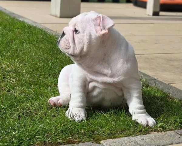 Disponibile bellissimo bulldog maschio standard. | Foto 0