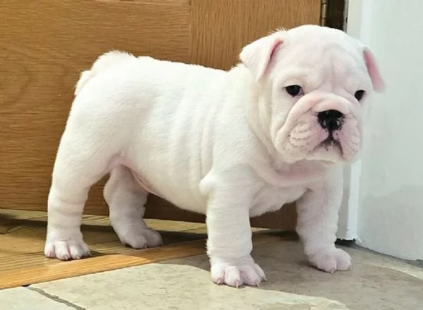 Disponibile bellissimo bulldog maschio standard.