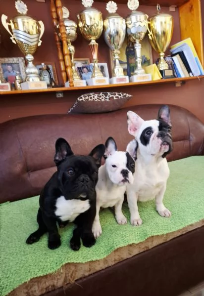 Bulldog Francese – Bellissima Cucciola Femmina | Foto 0