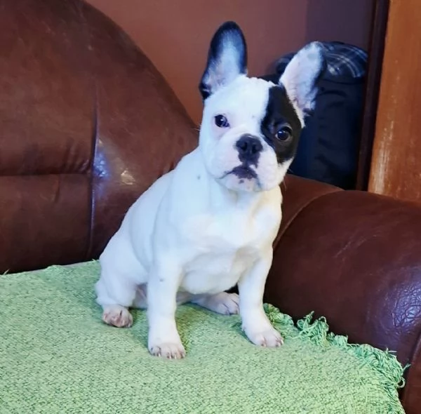 Bulldog Francese – Bellissima Cucciola Femmina
