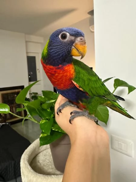 Pappagallo Lorichetto Arcobaleno allevato a mano