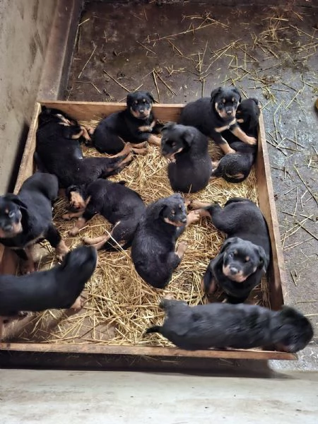 Cuccioli di Rottweiler  | Foto 4