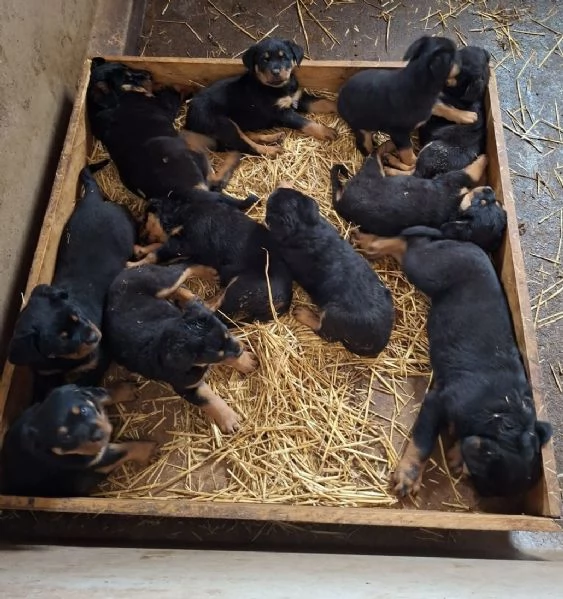 Cuccioli di Rottweiler 