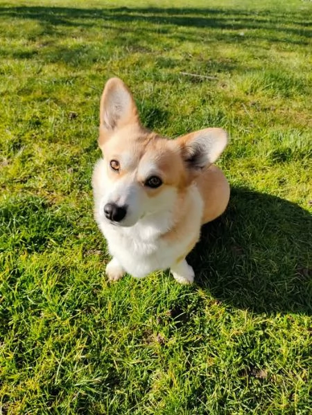 Cerco maschio welsh corgi pembroke Accoppiamento | Foto 0